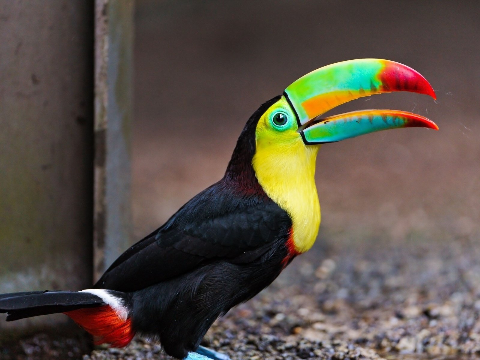 Обои птица, тукан, клюв, оперение, красивый тукан, bird, toucan, beak, tail, beautiful toucan разрешение 1920x1200 Загрузить