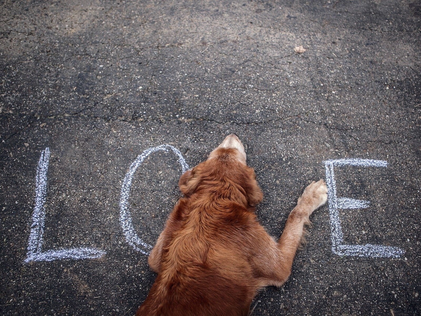 Обои собака, любовь, асфальт, слово, влюбленная, dog, love, asphalt, the word разрешение 1920x1200 Загрузить