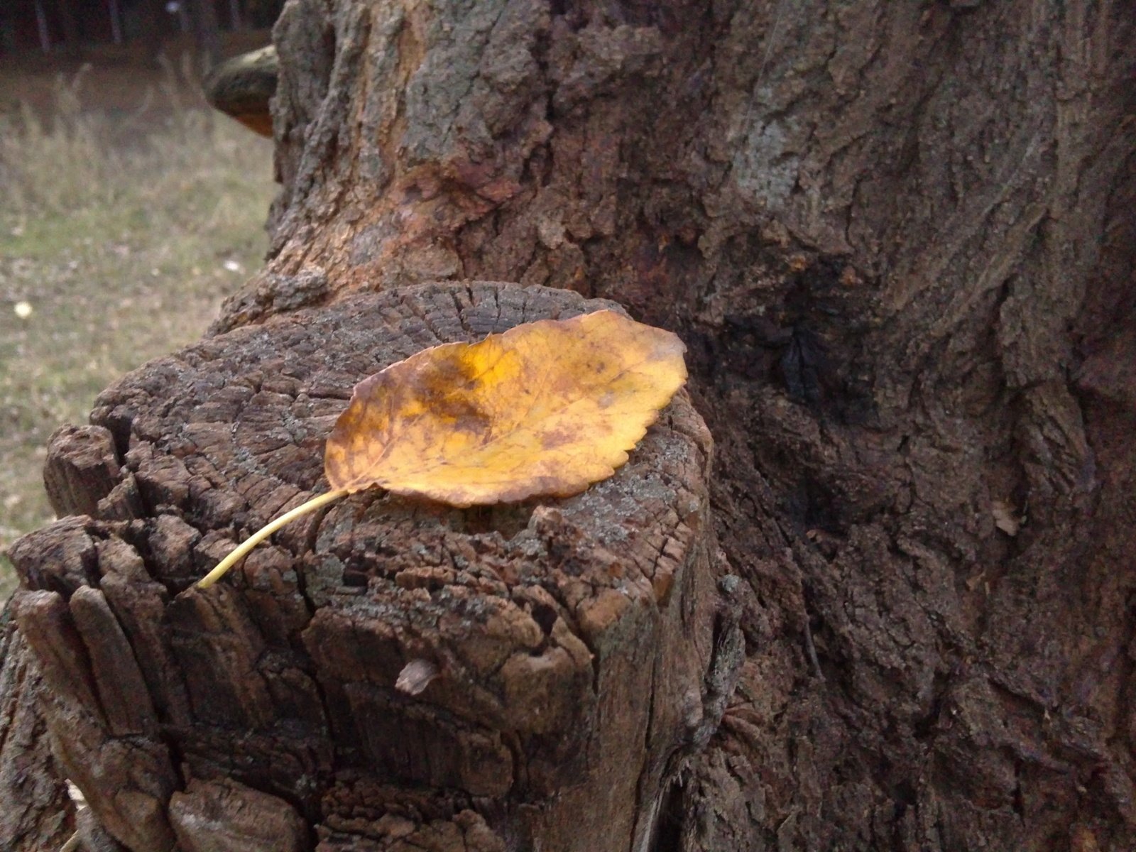 Обои осень, лист, пень, autumn, sheet, stump разрешение 3264x2448 Загрузить