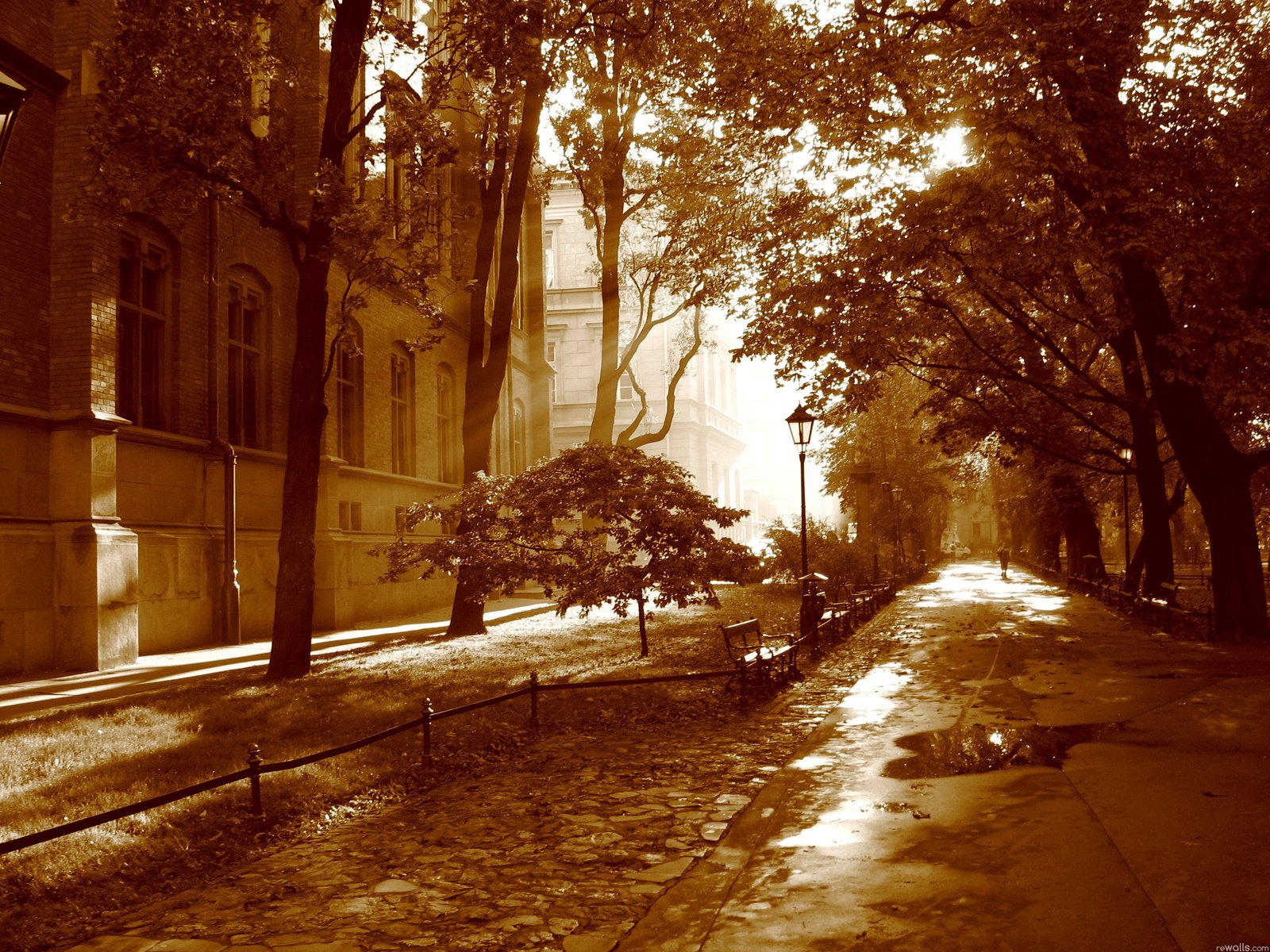 Обои деревья, улица, тротуар, trees, street, the sidewalk разрешение 2592x1944 Загрузить