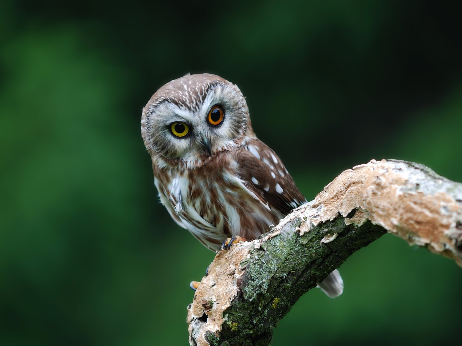 Обои сова, дерево, взгляд, хищник, птица, ствол,   сова, owl, tree, look, predator, bird, trunk разрешение 1920x1200 Загрузить