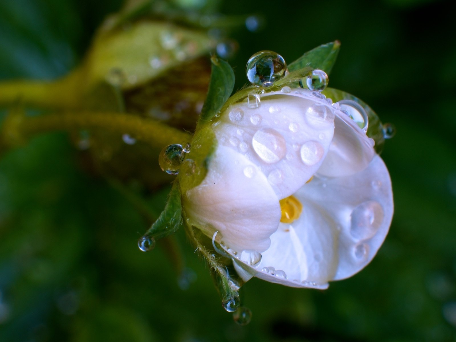 Обои цветение, макро, цветок, роса, капли, белый, весна, flowering, macro, flower, rosa, drops, white, spring разрешение 1920x1200 Загрузить