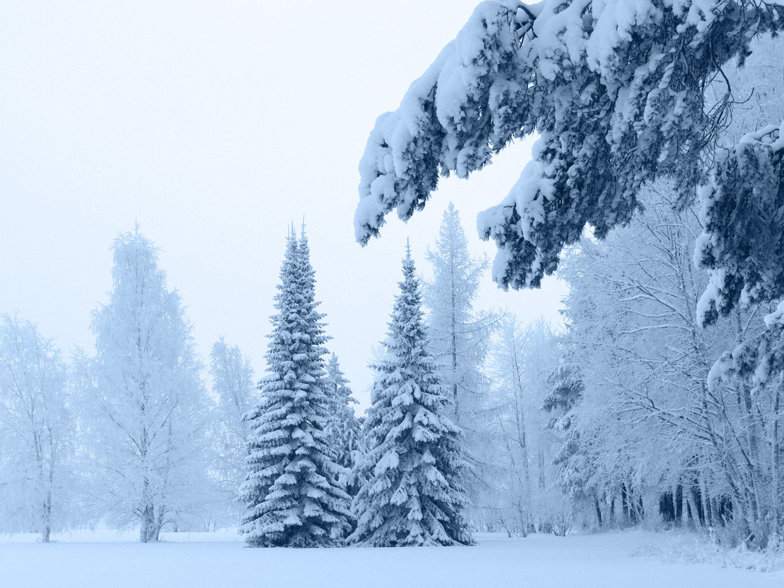 Обои снег, зима, ветки, мороз, сосны, ель, сугробы, зимний лес, snow, winter, branches, frost, pine, spruce, the snow, winter forest разрешение 1920x1200 Загрузить