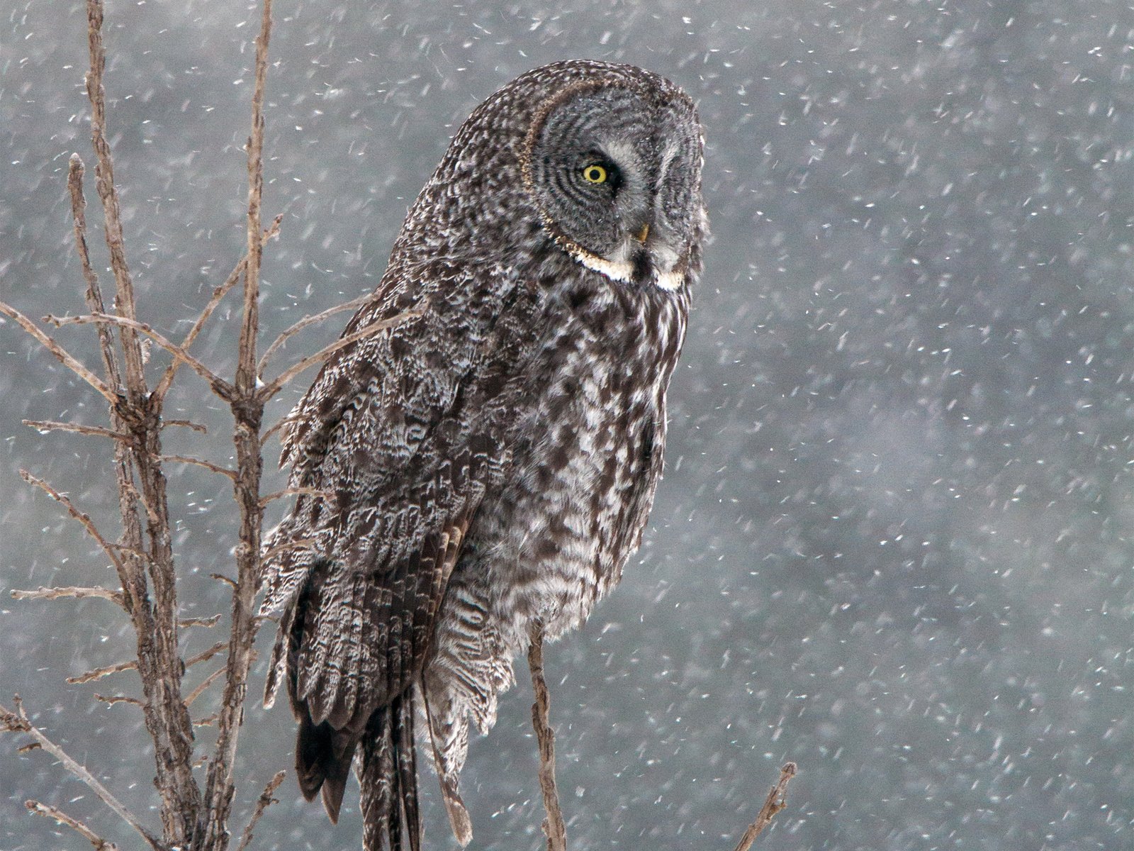 Обои сова, снег, дерево, зима, птица, бородатая неясыть, неясыть, owl, snow, tree, winter, bird, great grey owl разрешение 1920x1440 Загрузить