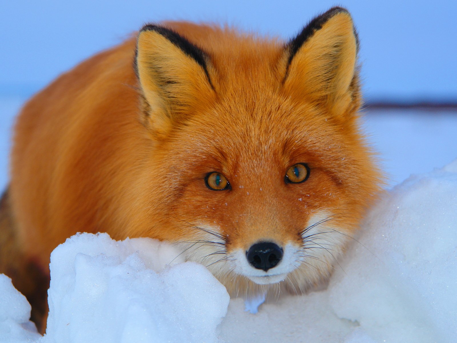 Обои снег, зима, взгляд, рыжая, лиса, лисица, snow, winter, look, red, fox разрешение 3888x2592 Загрузить