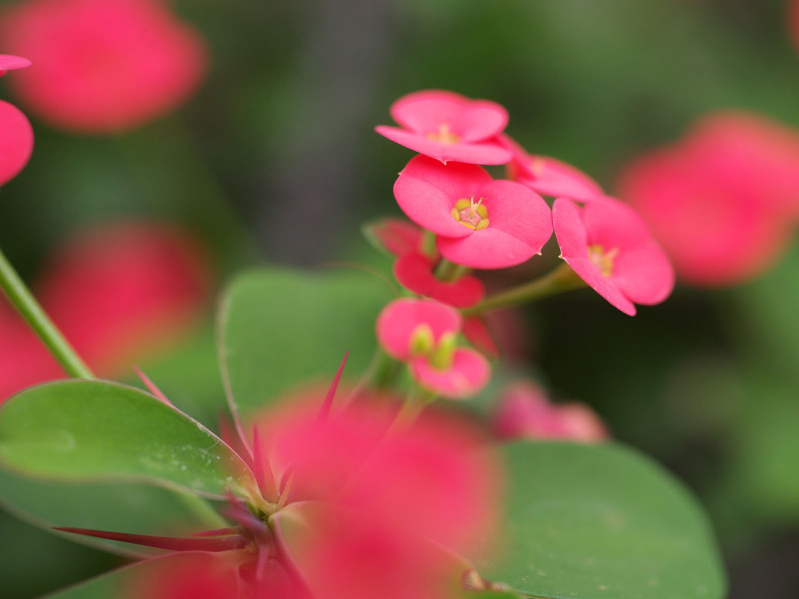 Обои цветы, зелень, листья, макро, размытость, розовый, молочай миля, flowers, greens, leaves, macro, blur, pink разрешение 1920x1200 Загрузить