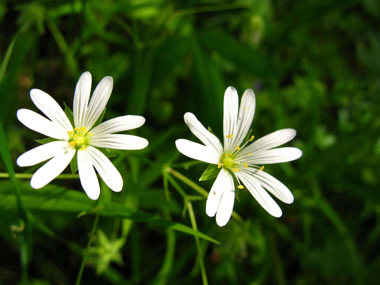 Обои цветы, белые, cvety, leto, zvezdochki, lug, звездчатка, flowers, white, stellaria разрешение 4000x3000 Загрузить