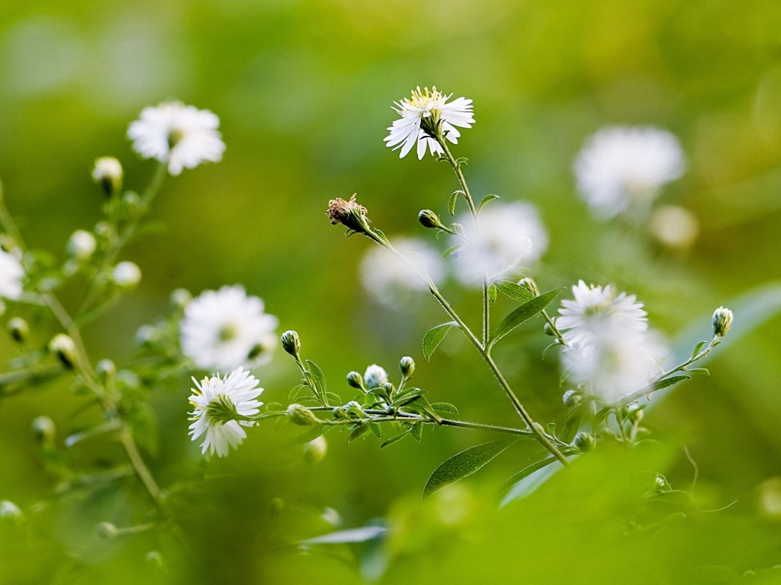 Обои полевые цветы, wildflowers разрешение 1920x1200 Загрузить