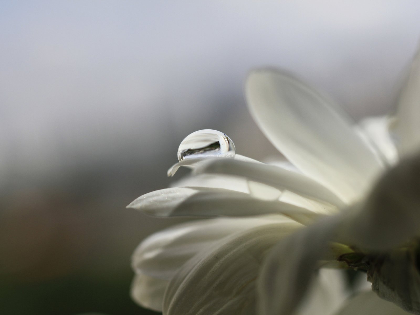 Обои макро, цветок, капли, лепестки, белый, cvety, kaplya, леспестки, macro, flower, drops, petals, white, lepestki разрешение 3750x2500 Загрузить