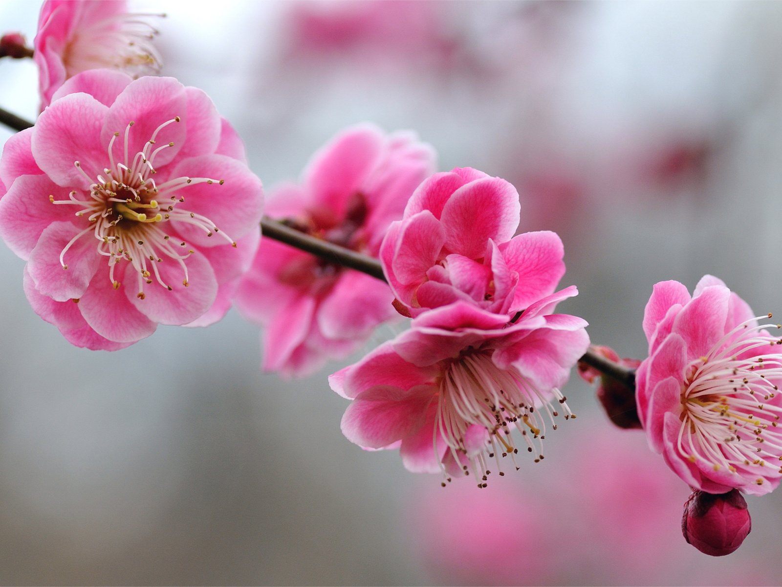 Обои цветы, rozovye, vetka, ветка, yarkie, vetochk, цветение, леспестки, весна, розовый, вишня, сакура, cvety, butony, flowers, branch, flowering, lepestki, spring, pink, cherry, sakura разрешение 1956x1304 Загрузить