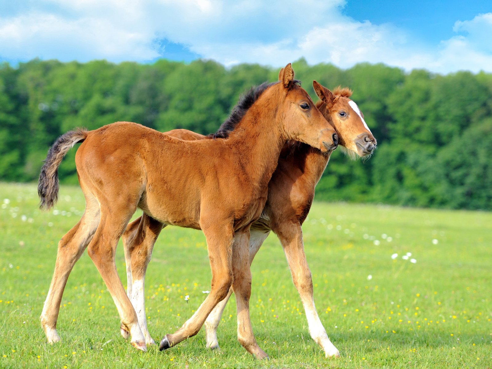 Обои цветы, трава, поле, лошади, кони, жеребята, flowers, grass, field, horse, horses, foals разрешение 2560x1600 Загрузить