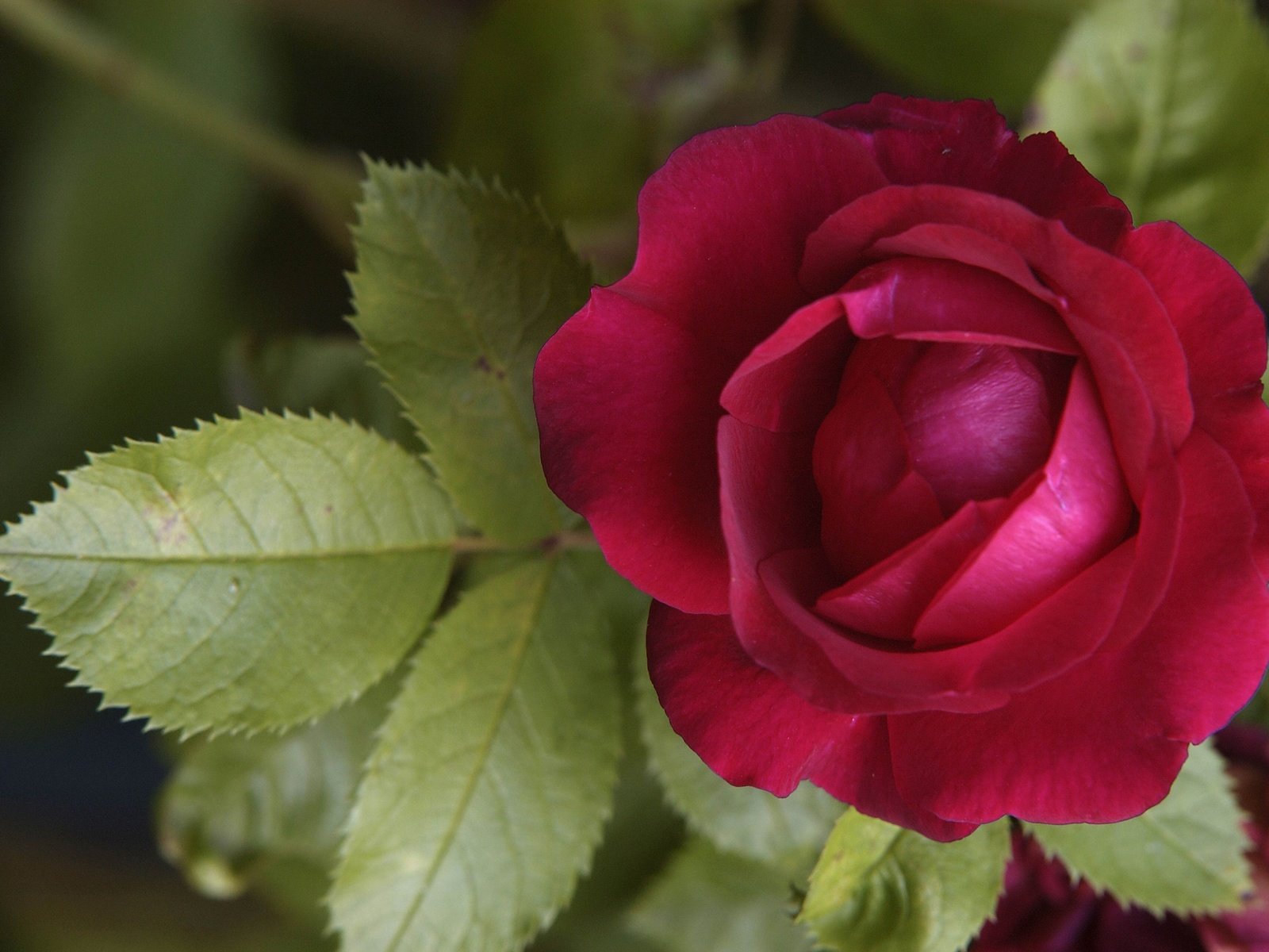 Обои листья, роза, лепестки, красный, бутон, leaves, rose, petals, red, bud разрешение 3853x2560 Загрузить