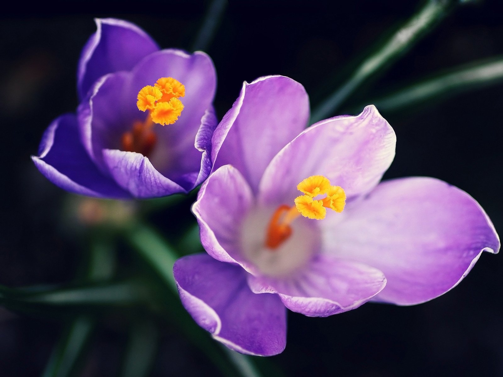 Обои цветы, фиолетовый, крупный план, пыльца, крокус, cvety, vesna, makro, flowers, purple, close-up, pollen, krokus разрешение 2250x1500 Загрузить