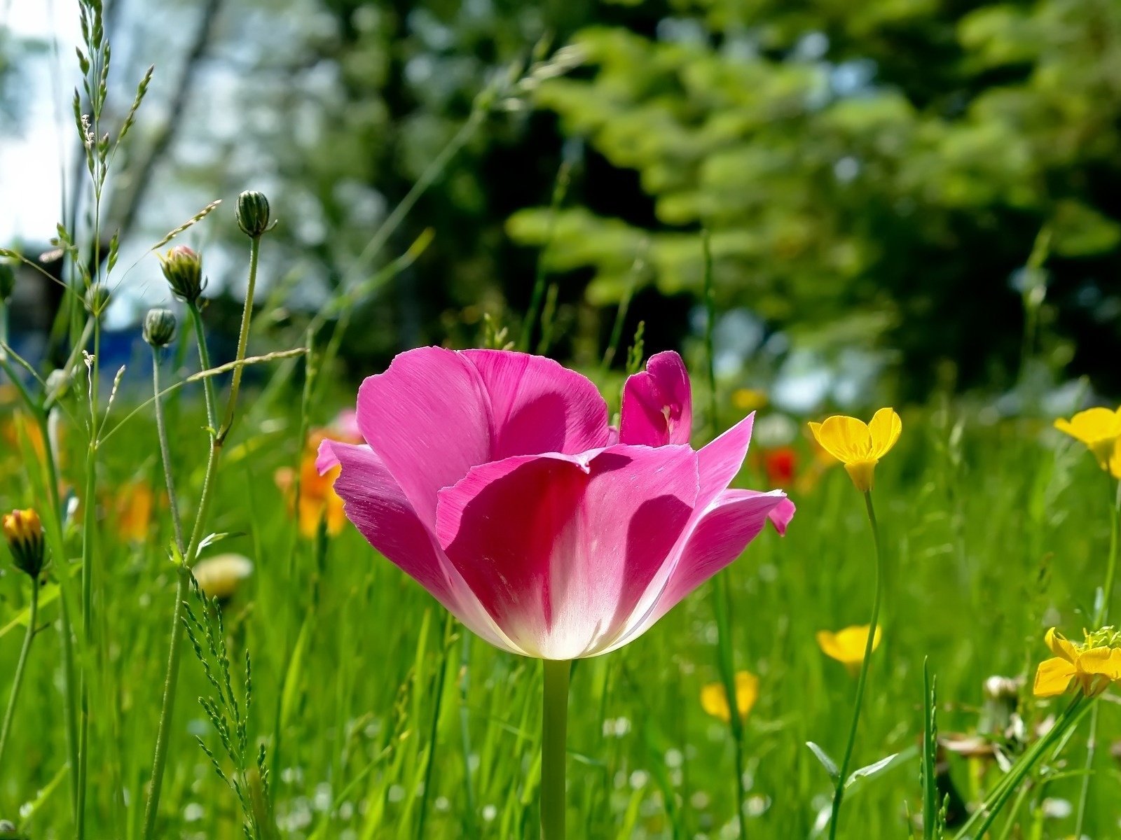 Обои трава, природа, лес, фокус камеры, поляна, розовый, тюльпан, grass, nature, forest, the focus of the camera, glade, pink, tulip разрешение 1920x1200 Загрузить