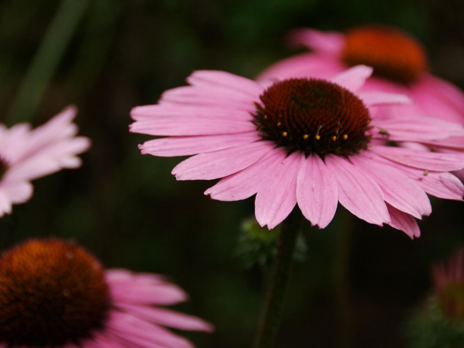 Обои цветы, лепестки, розовые, cvety, makro, foto, krasivye oboi, эхинацея, леспестки, flowers, petals, pink, echinacea, lepestki разрешение 1920x1200 Загрузить