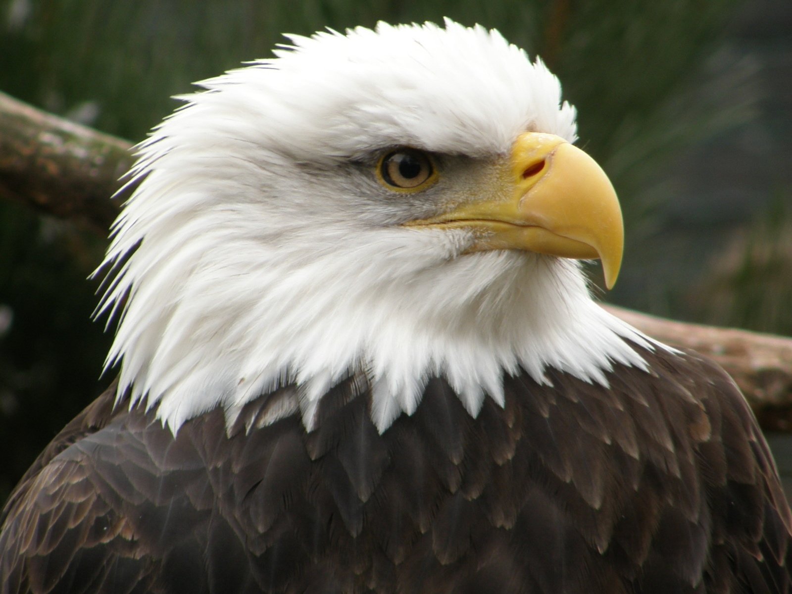 Обои орел, птица, клюв, беллоголовый, белоголовый орлан, хищная птица, eagle, bird, beak, belogolovy, bald eagle, bird of prey разрешение 3072x1728 Загрузить