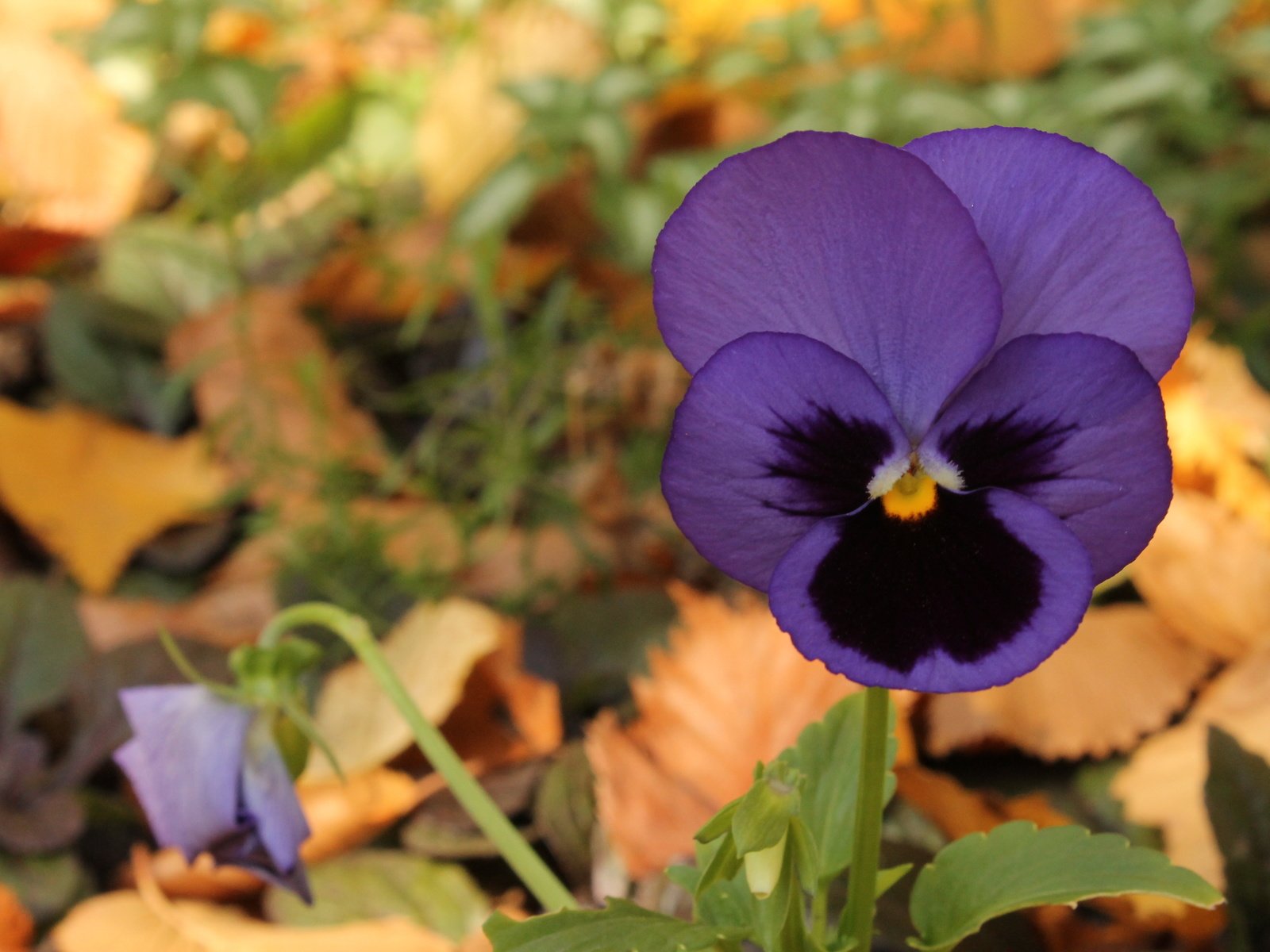 Обои цветок, фиолетовый, анютины глазки, fioletovyj, cvetok, osen, fialka, фиалка, flower, purple, pansy, violet разрешение 4272x2848 Загрузить