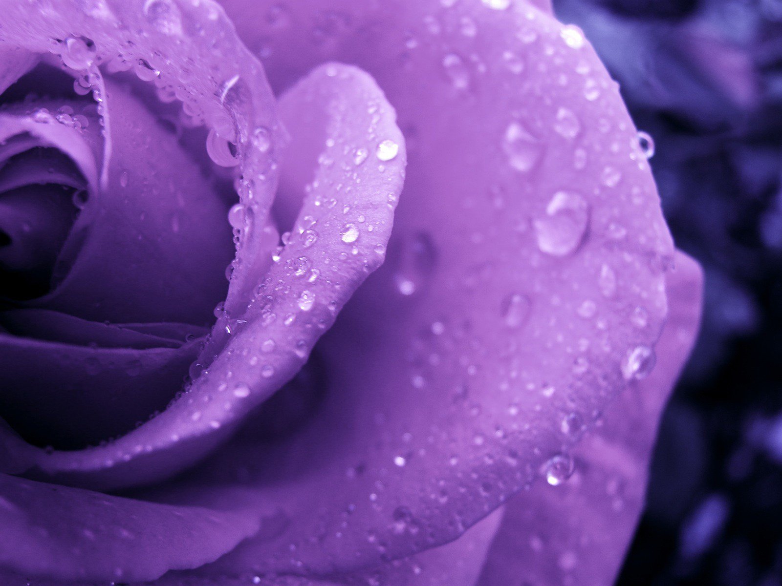 Обои цветок, роса, капли, роза, cvetok, kapli, roza, сиреневый цветок, flower, rosa, drops, rose разрешение 2100x1575 Загрузить