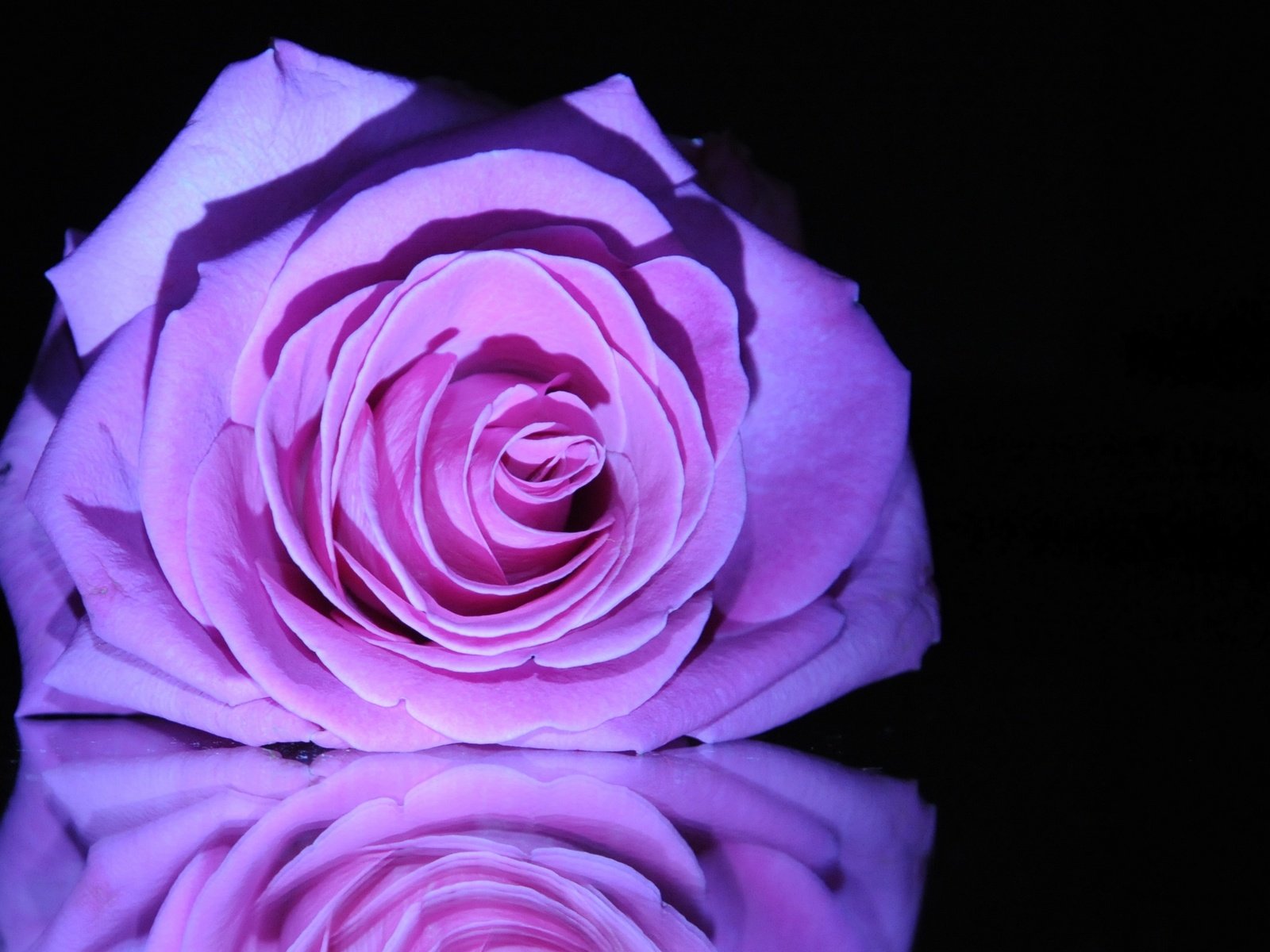 Обои макро, цветок, роза, бутон, черный фон, сиреневая роза, macro, flower, rose, bud, black background, lilac rose разрешение 2560x1600 Загрузить