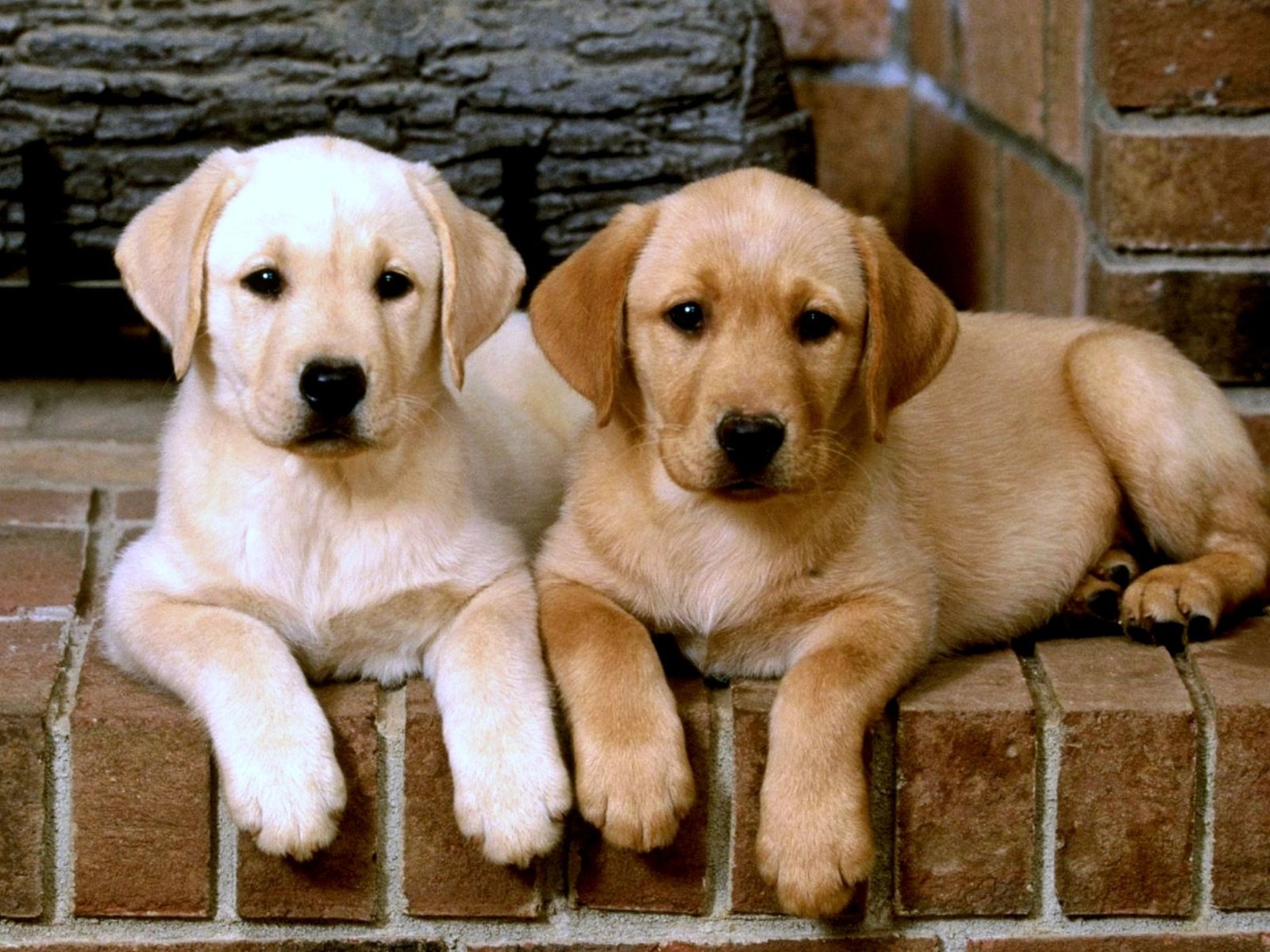 Обои щенки, собаки, лабродор, лабрадор ретривер, puppies, dogs, labrador, labrador retriever разрешение 2000x1434 Загрузить