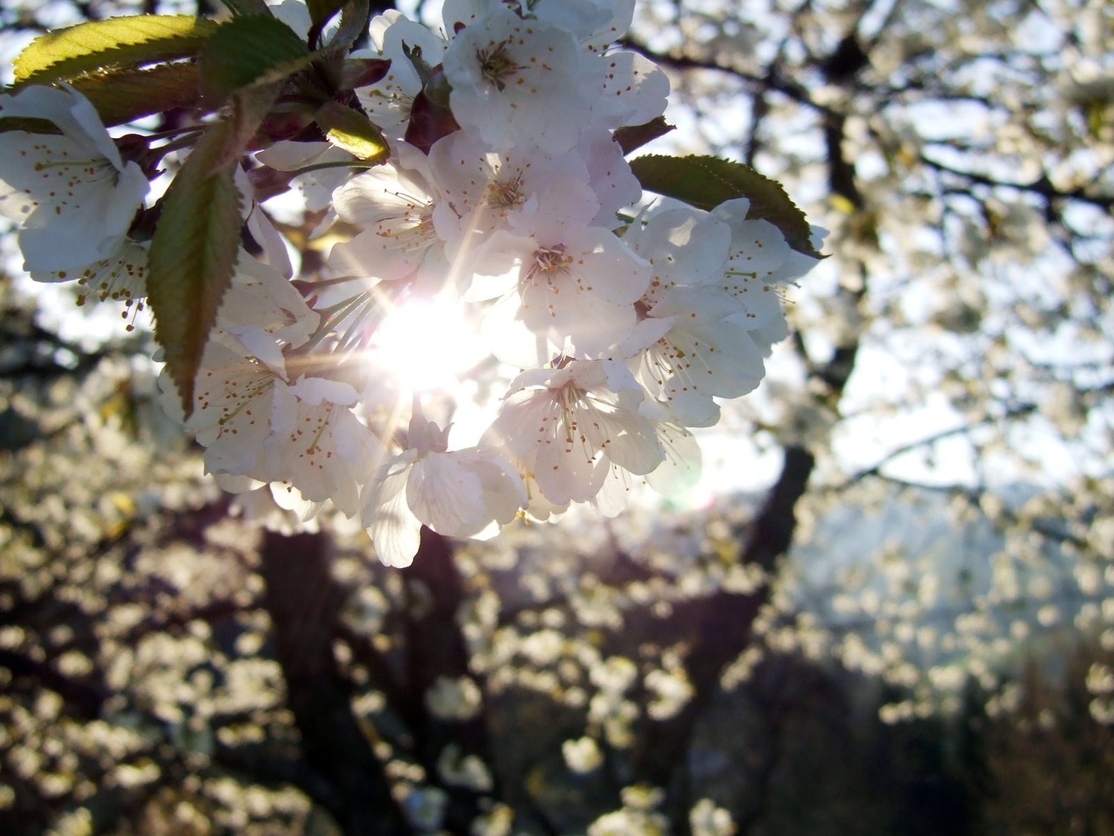 Обои цветение, весна, vesna, cvetok, vishnya, solnce, luchi, flowering, spring разрешение 2560x1600 Загрузить