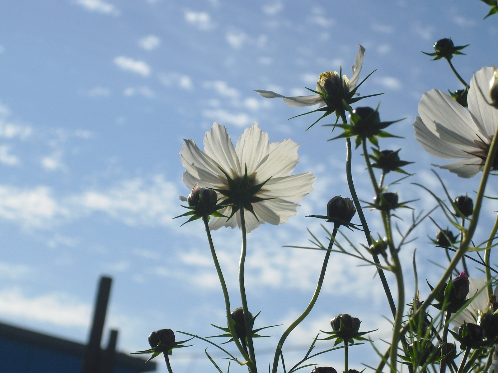 Обои небо, цветы, облака, лепестки, стебли, космея, cvety, leto, nebo, the sky, flowers, clouds, petals, stems, kosmeya разрешение 3456x2304 Загрузить