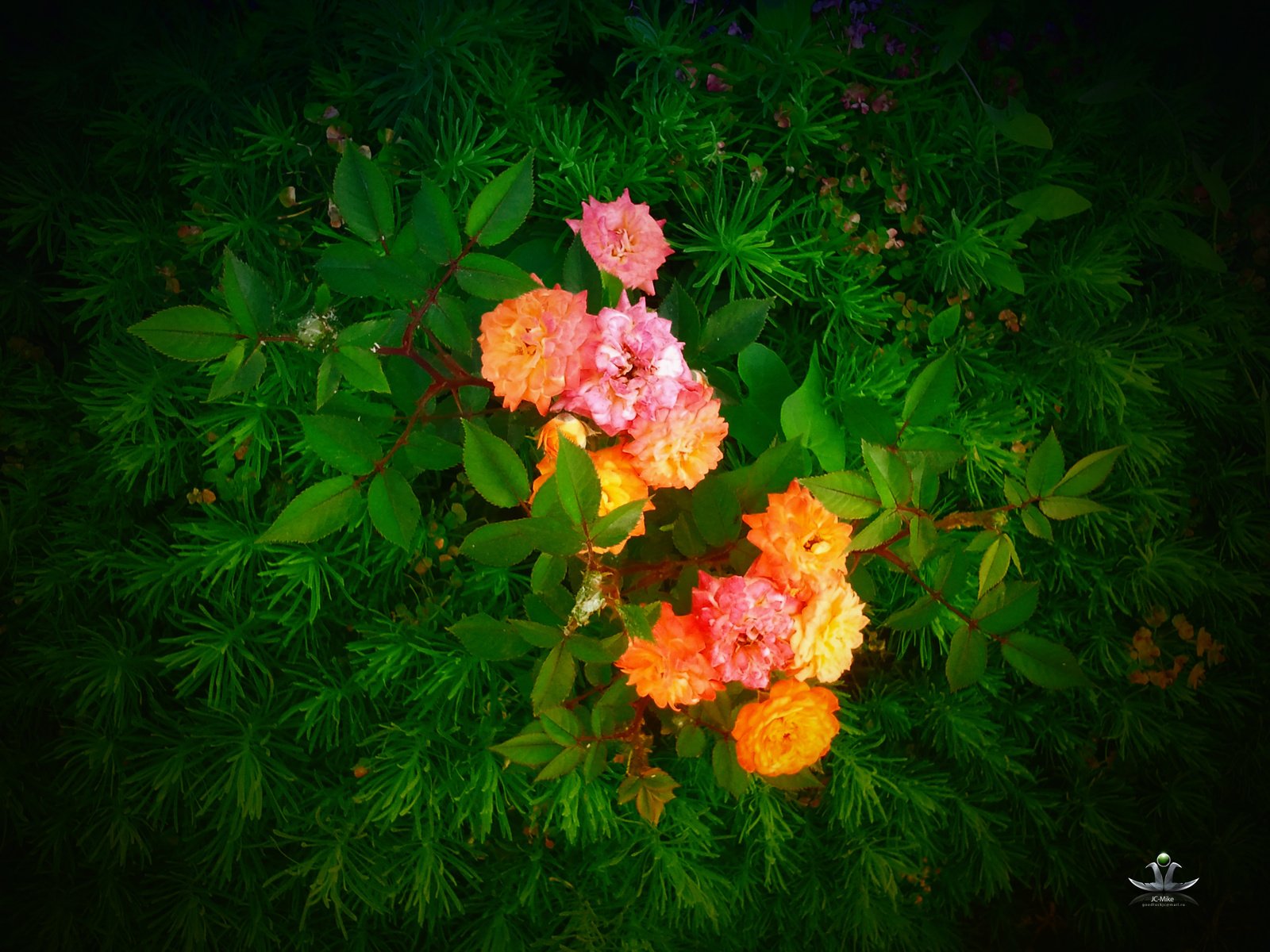 Обои cvety, listya, rozy, jc mike, muxortov mixail, trova разрешение 2560x1920 Загрузить