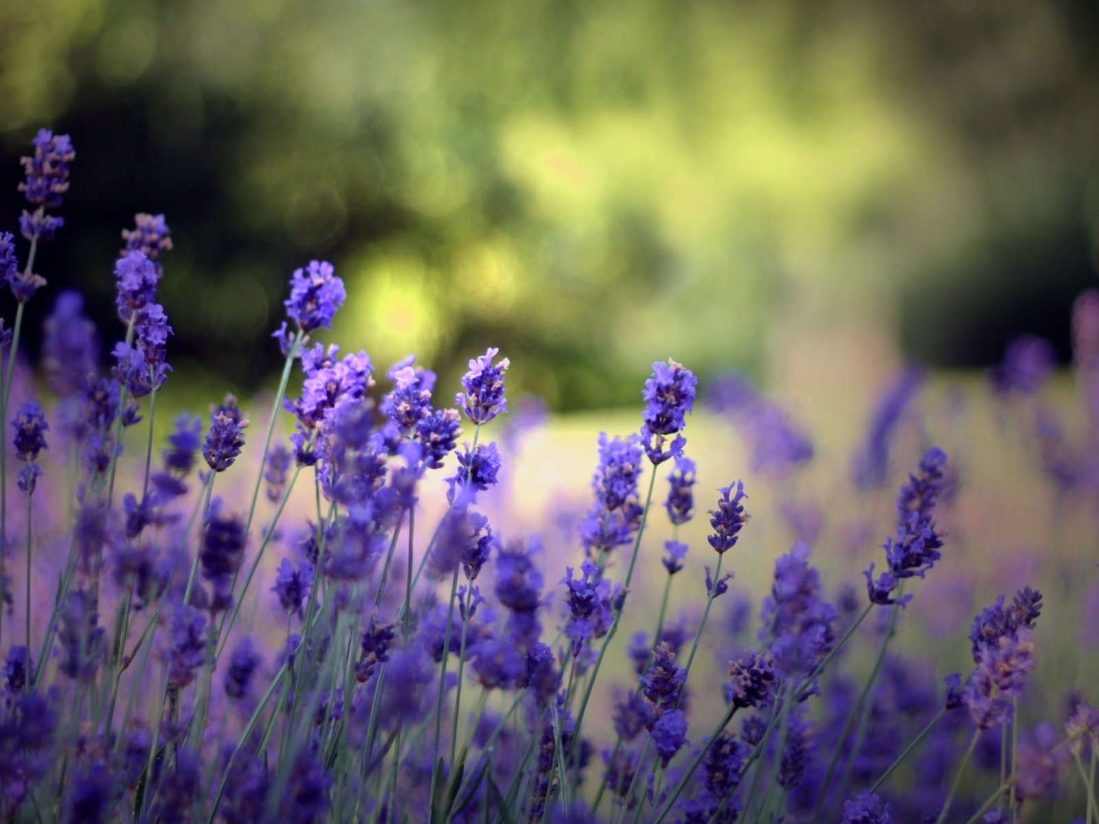 Обои фон, лаванда, лето, поляна, голубые цветы, background, lavender, summer, glade, blue flowers разрешение 2560x1600 Загрузить