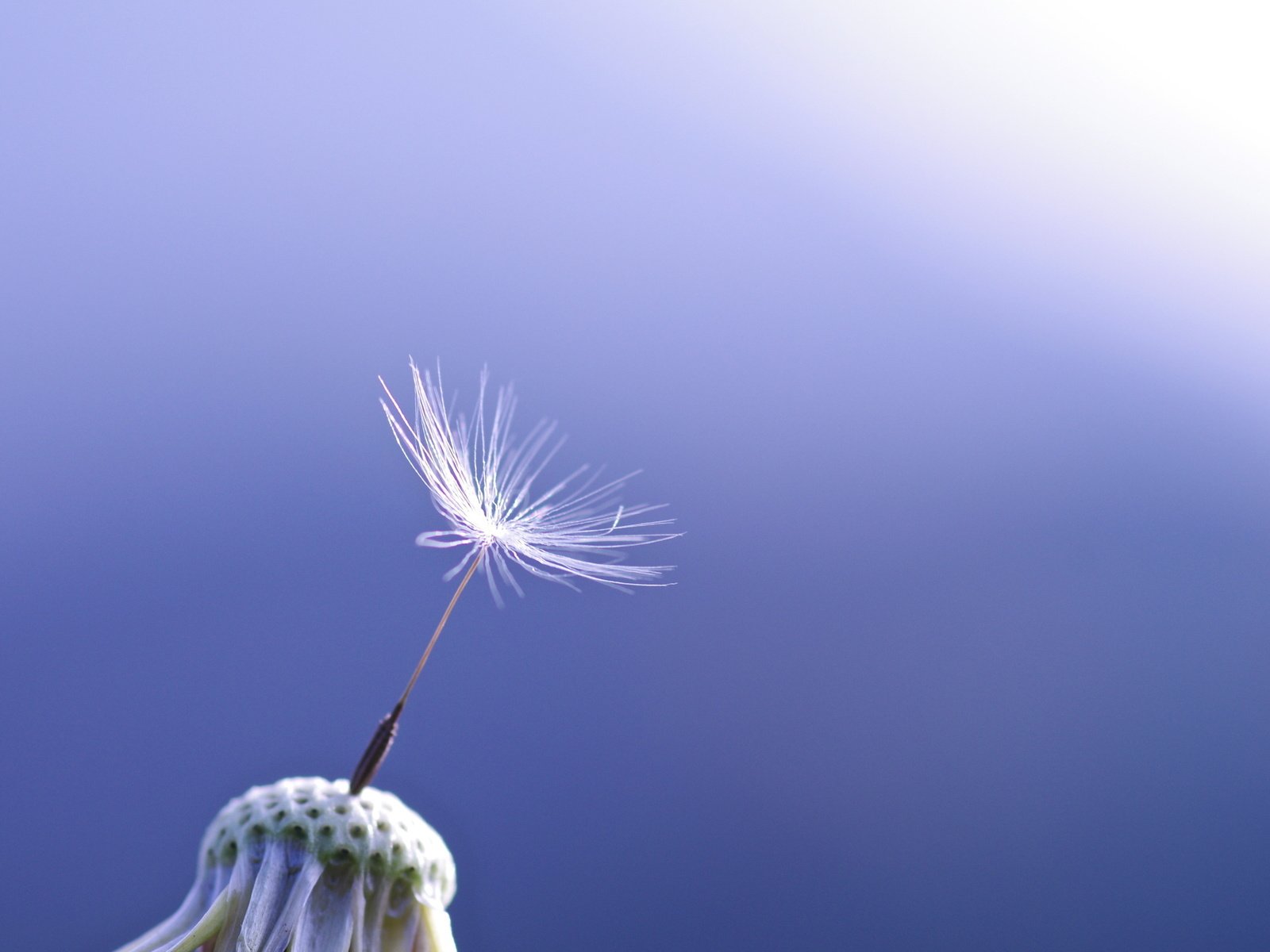 Обои макро, цветок, одуванчик, синий фон, пушинка, macro, flower, dandelion, blue background, fluff разрешение 2560x1600 Загрузить