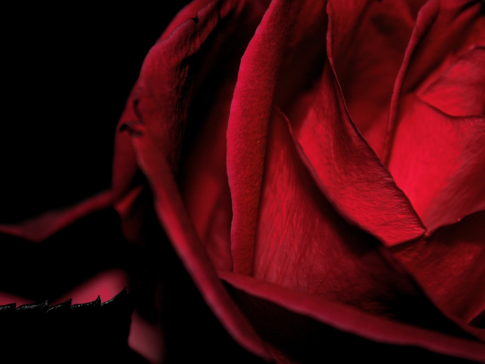 Обои цветок, роза, красная, бархатная, макро черный фон, flower, rose, red, velvet, macro black background разрешение 2560x1600 Загрузить