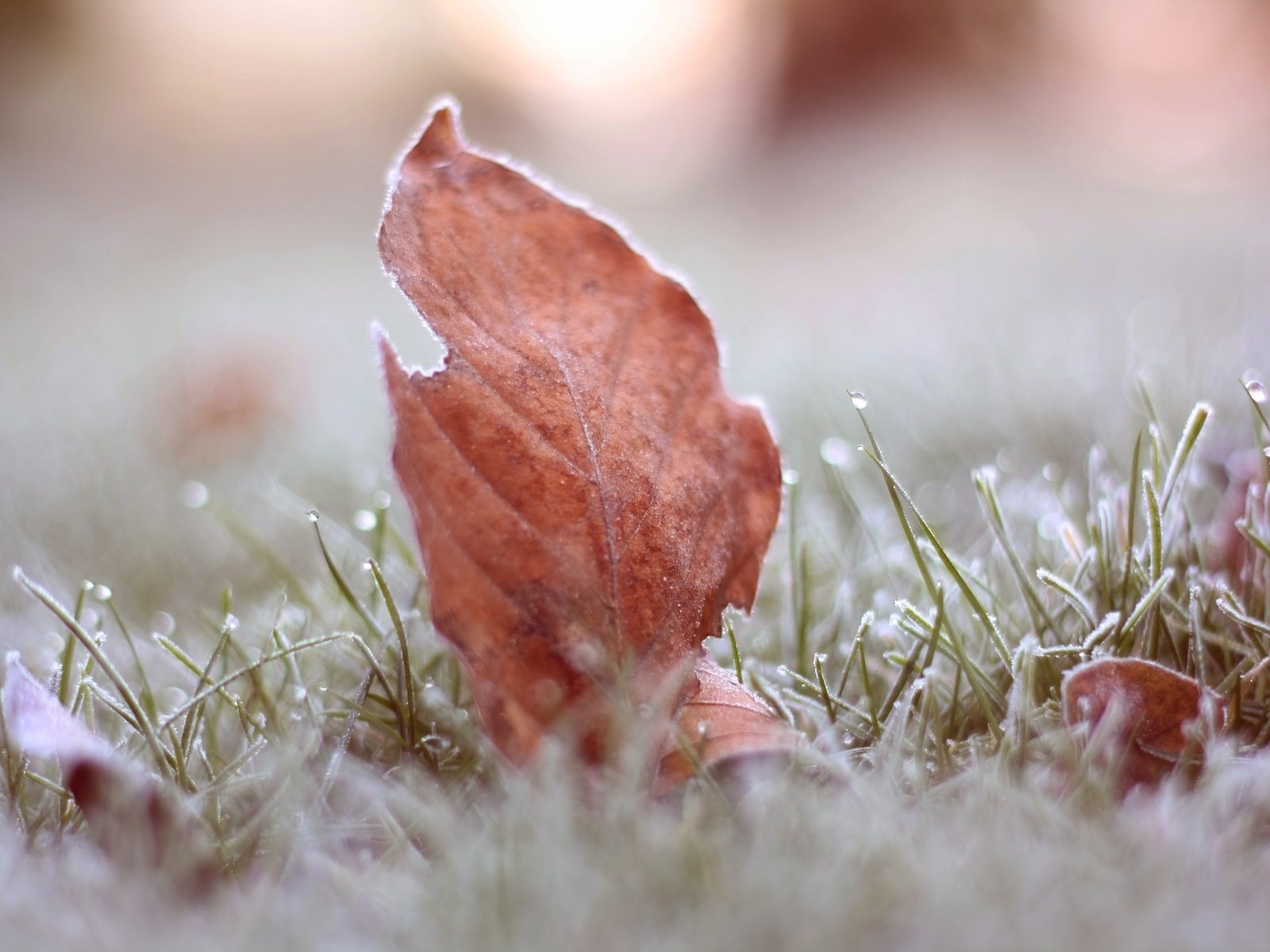 Обои трава, листья, макро, иней, осень, grass, leaves, macro, frost, autumn разрешение 3888x2592 Загрузить