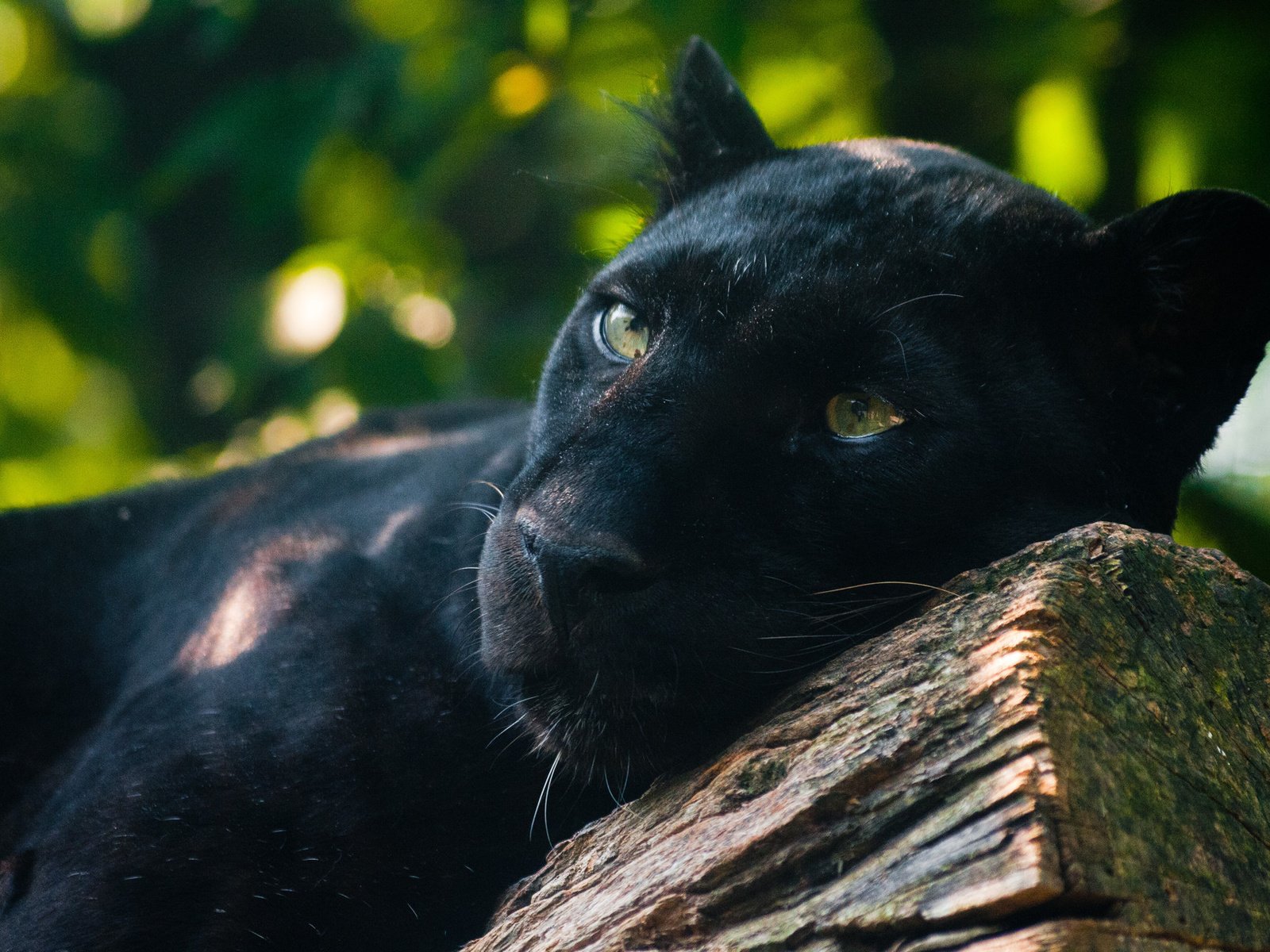 Обои морда, взгляд, лежит, хищник, большая кошка, пантера, черная, face, look, lies, predator, big cat, panther, black разрешение 1920x1280 Загрузить