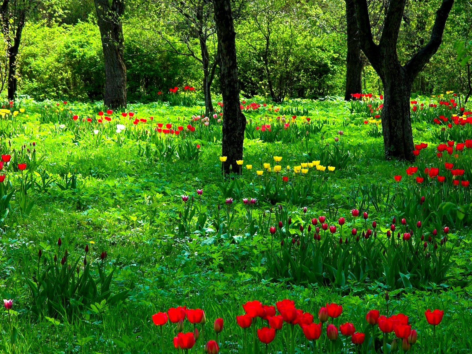 Обои цветы, трава, деревья, природа, стволы, сад, весна, тюльпаны, flowers, grass, trees, nature, trunks, garden, spring, tulips разрешение 1920x1200 Загрузить