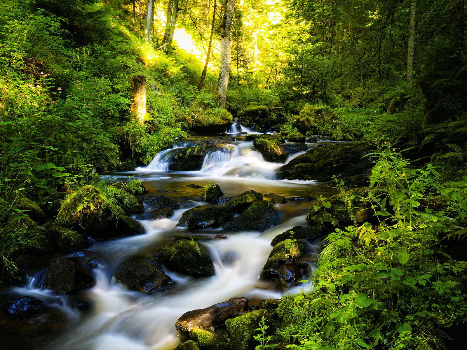 Обои деревья, река, камни, лес, ручей, германия, шварцвальд, trees, river, stones, forest, stream, germany, the black forest разрешение 2560x1600 Загрузить