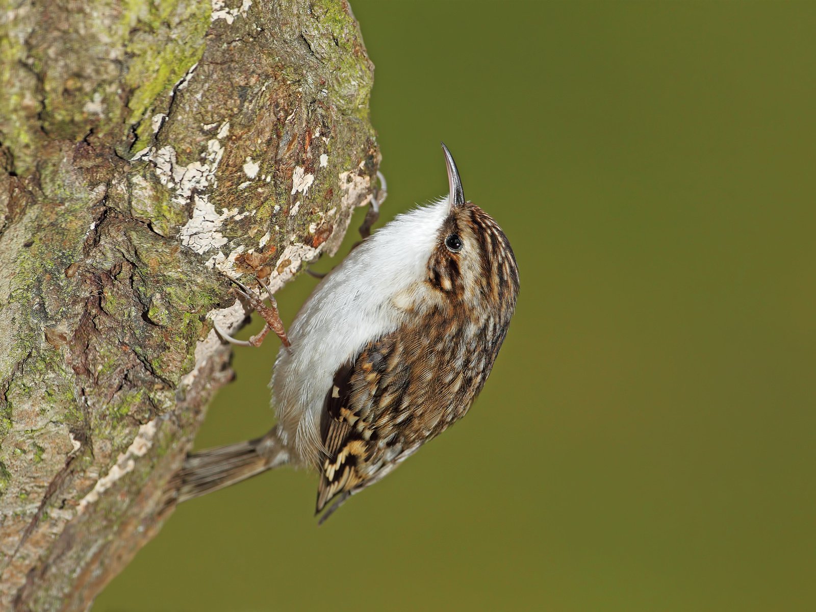 Обои природа, дерево, фокус камеры, птица, оперение, пищуха, nature, tree, the focus of the camera, bird, tail, pika разрешение 1920x1300 Загрузить