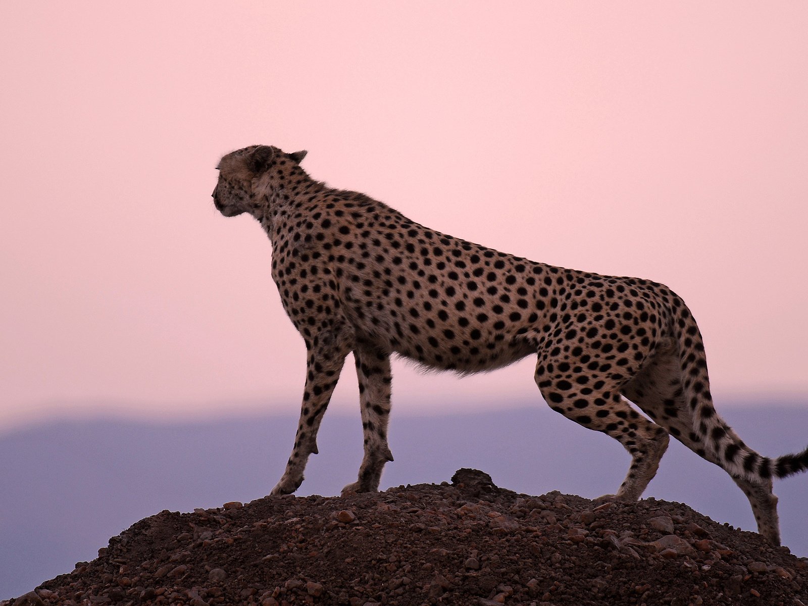Обои фон, скала, хищник, большая кошка, гепард, наблюдение, background, rock, predator, big cat, cheetah, observation разрешение 1920x1200 Загрузить