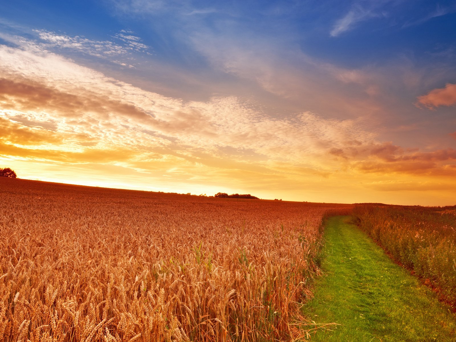 Обои небо, дорога, трава, облака, солнце, поле, колосья, пшеница, the sky, road, grass, clouds, the sun, field, ears, wheat разрешение 2560x1600 Загрузить