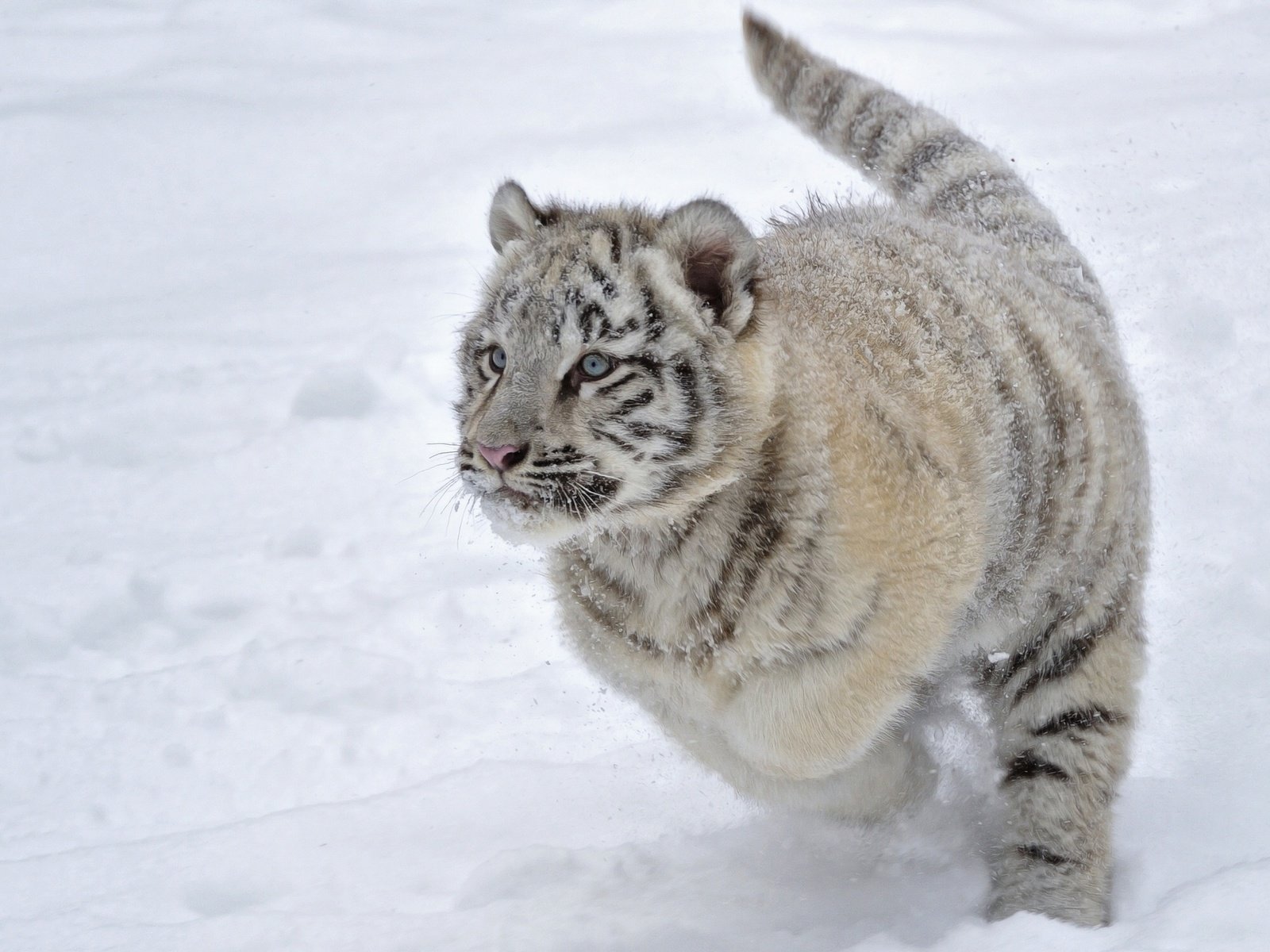Обои тигр, снег, зима, белый, тигренок, бег, tiger, snow, winter, white, running разрешение 2048x1489 Загрузить