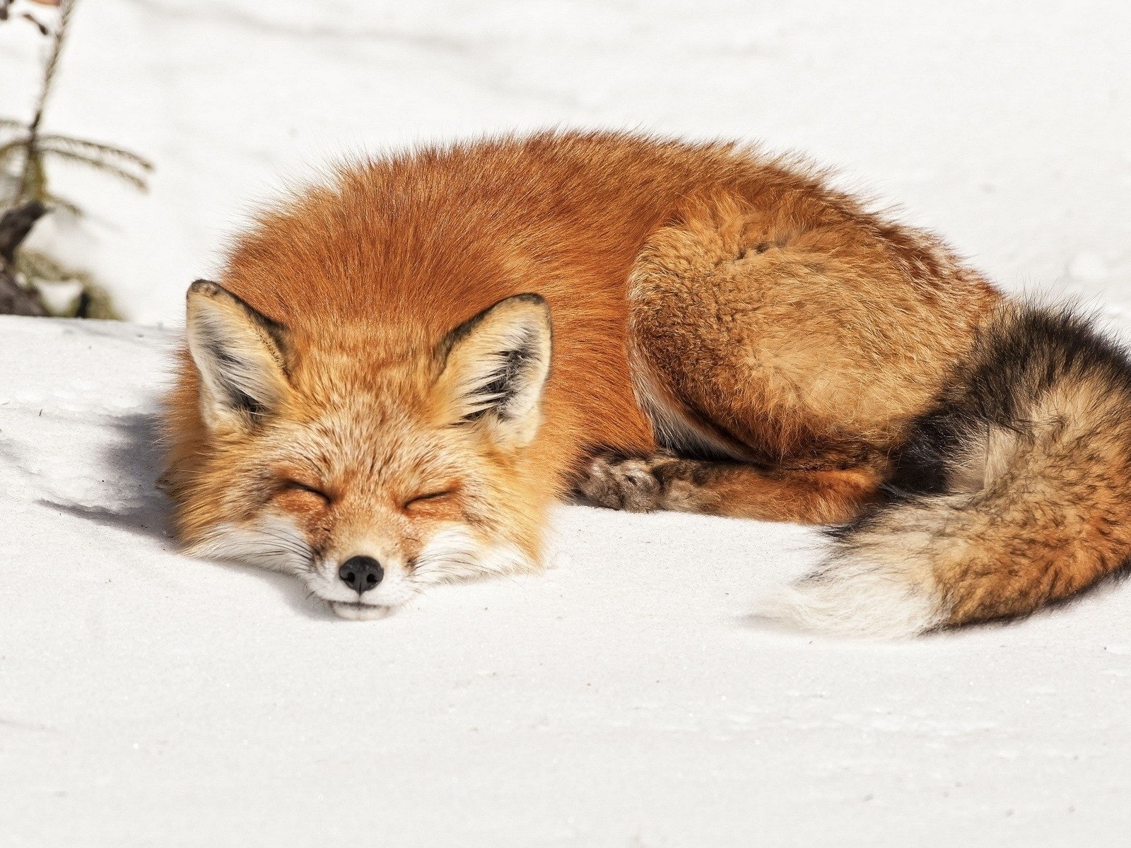 Обои снег, зима, сон, лежит, рыжая, лиса, лисица, snow, winter, sleep, lies, red, fox разрешение 1920x1200 Загрузить
