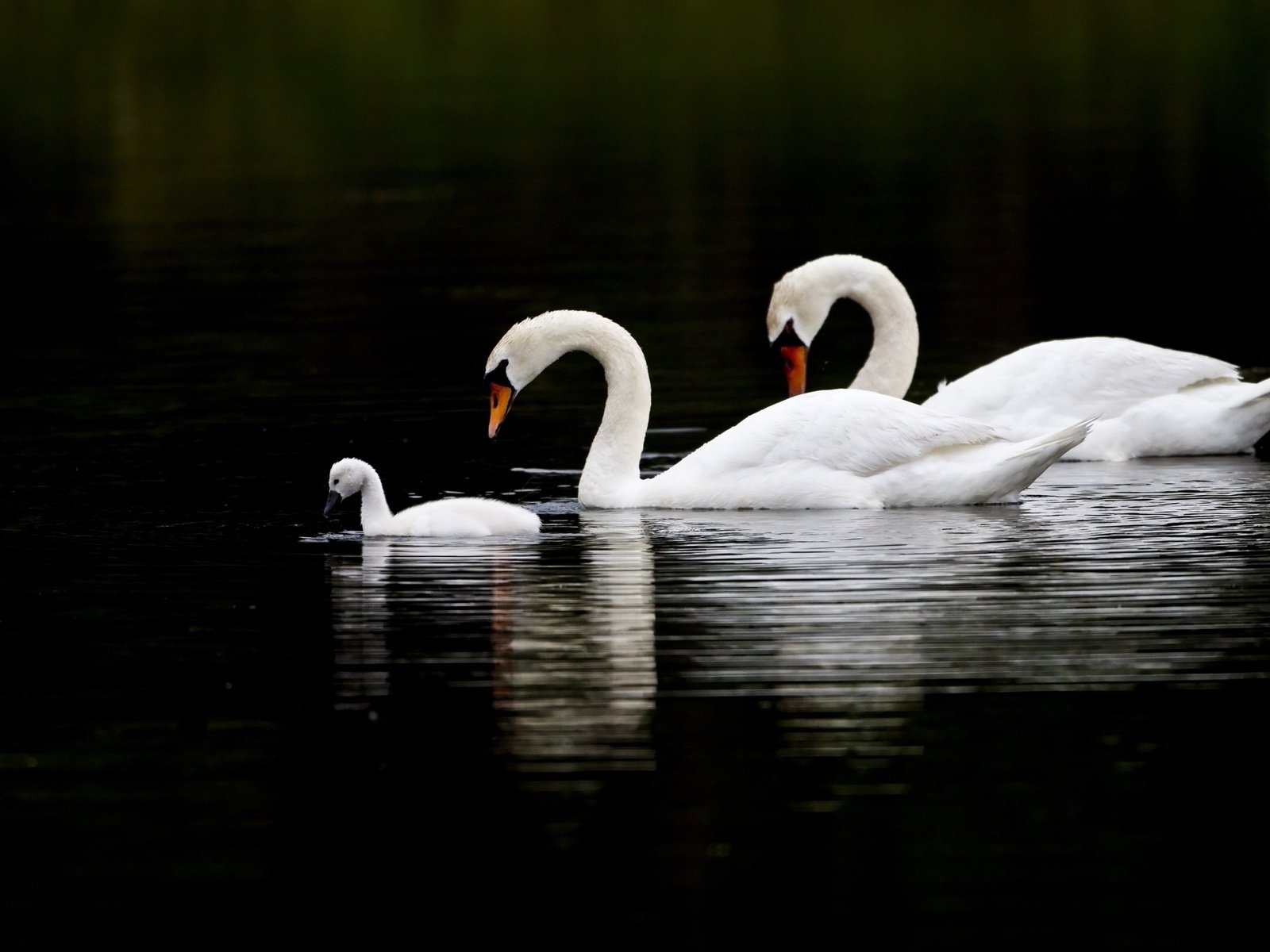 Обои озеро, природа, отражение, птицы, белые, лебеди, lake, nature, reflection, birds, white, swans разрешение 2560x1600 Загрузить