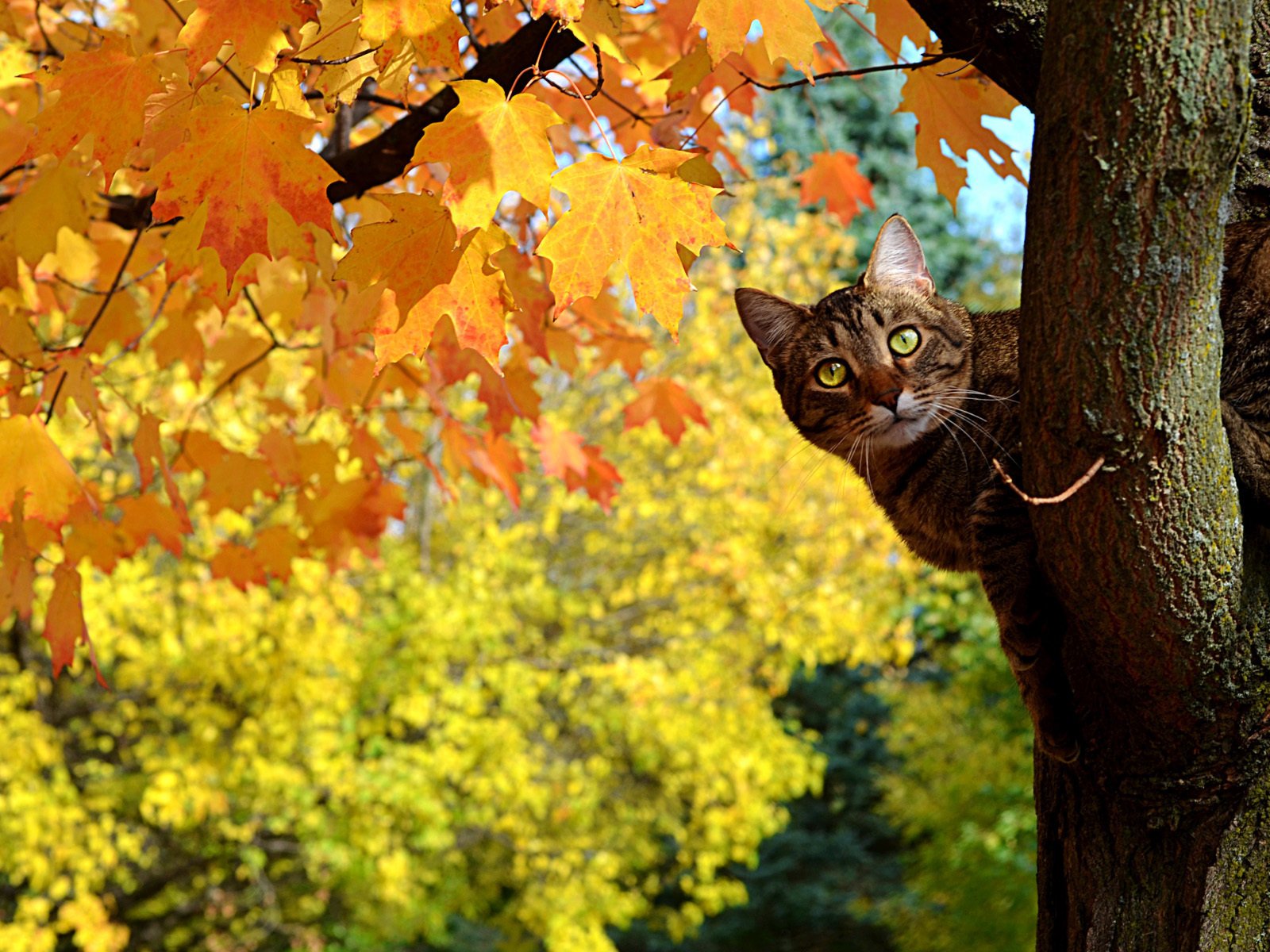 Обои дерево, листья, кот, кошка, осень, клен, полосатый, tree, leaves, cat, autumn, maple, striped разрешение 1920x1200 Загрузить