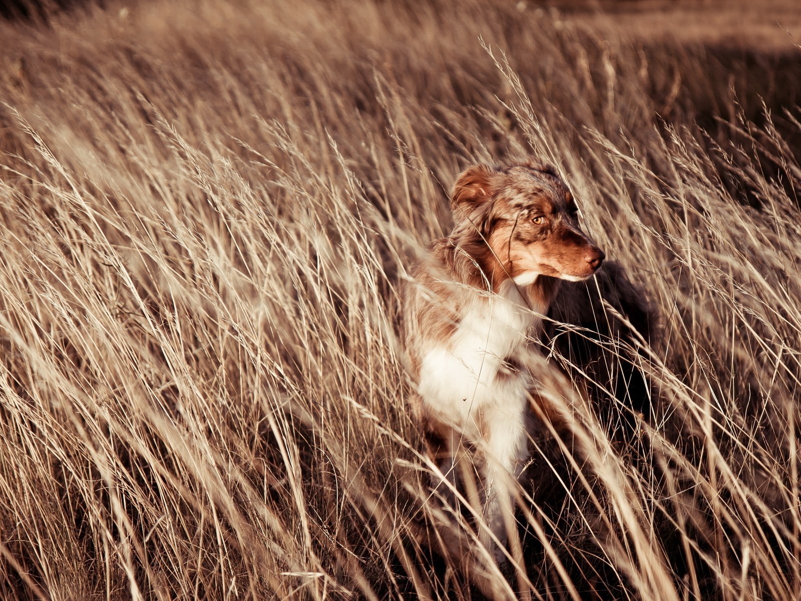 Обои закат, пейзаж, поле, собака, друг, австралийская овчарка, sunset, landscape, field, dog, each, australian shepherd разрешение 2560x1600 Загрузить