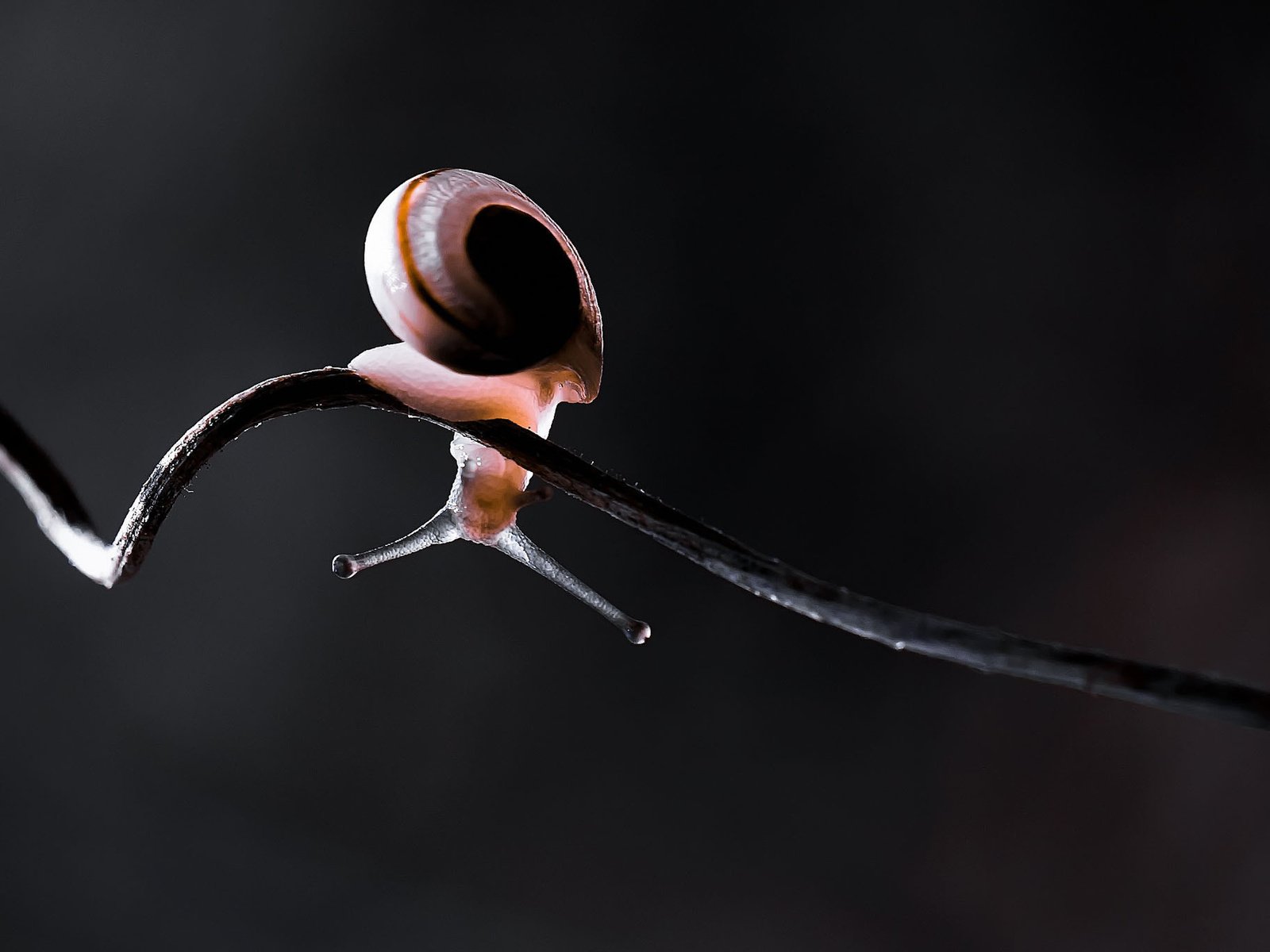 Обои свет, макро, черный фон, усики, стебель, лоза, улитка, витая, light, macro, black background, antennae, stem, vine, snail, twisted разрешение 2048x1366 Загрузить