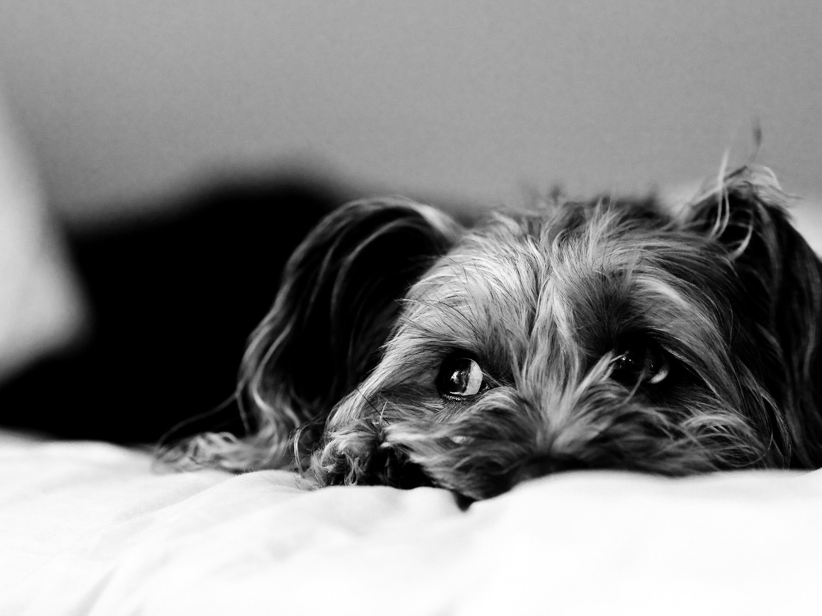 Обои грусть, взгляд, чёрно-белое, собака, постель, йоркширский терьер, sadness, look, black and white, dog, bed, yorkshire terrier разрешение 2560x1600 Загрузить