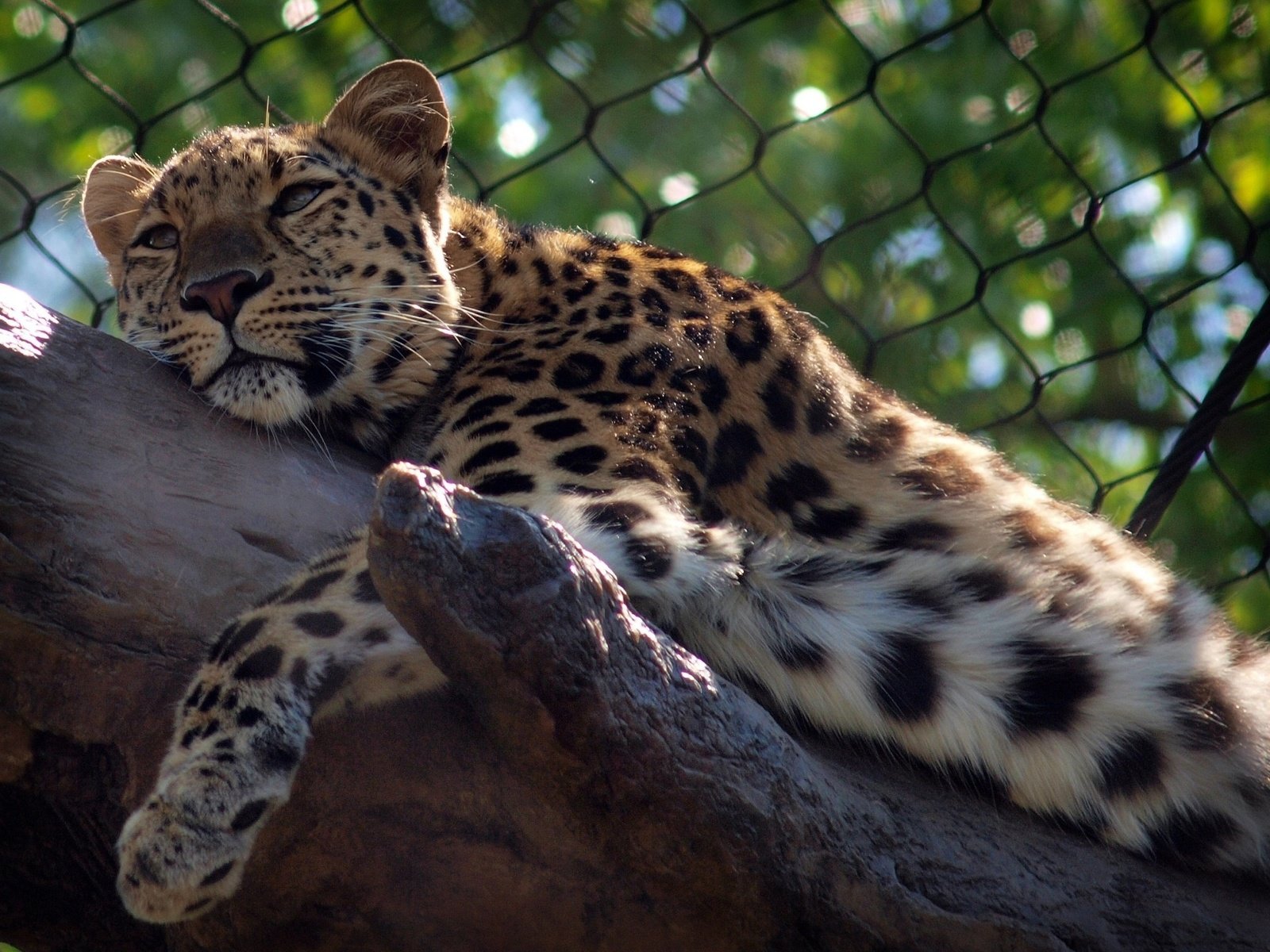 Обои леопард, хищник, зоопарк, дикая кошка, leopard, predator, zoo, wild cat разрешение 2048x1536 Загрузить