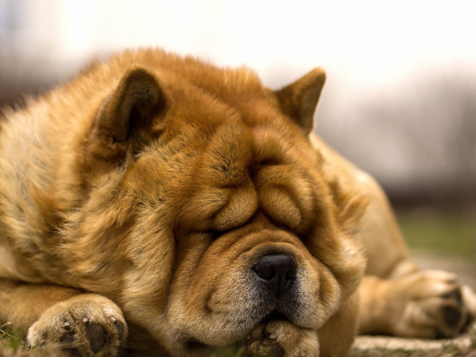 Обои мордочка, сон, собака, лапки, чау-чау, muzzle, sleep, dog, legs, chow разрешение 2560x1600 Загрузить