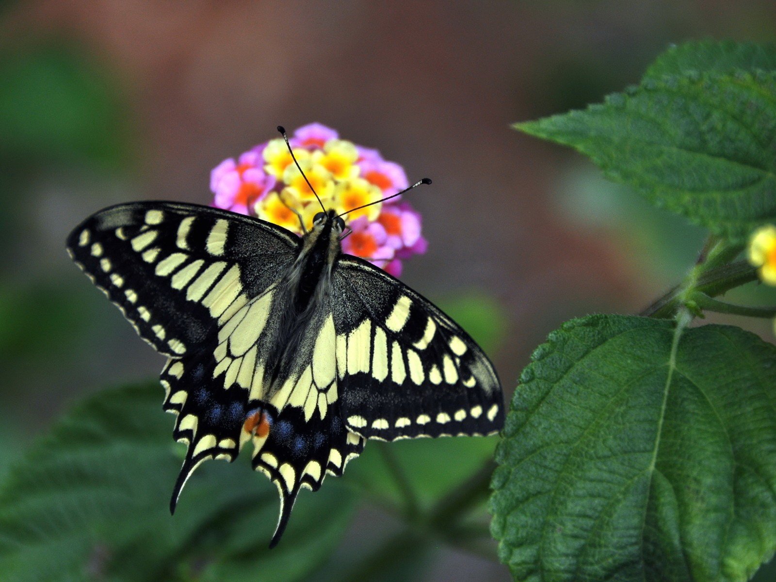 Обои цветы, бабочка, крылья, насекомые, лантана, flowers, butterfly, wings, insects, lantana разрешение 1920x1200 Загрузить
