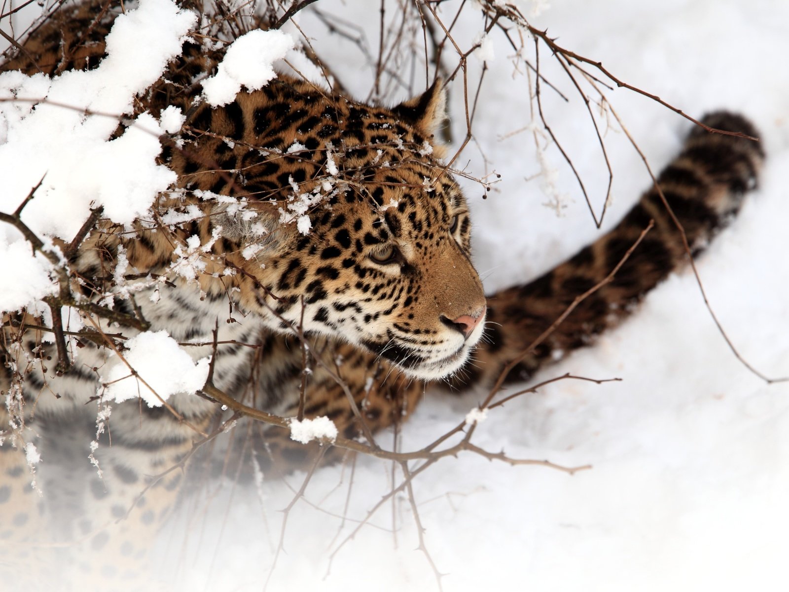 Обои снег, зима, хищник, ягуар, дикая кошка, snow, winter, predator, jaguar, wild cat разрешение 3900x2573 Загрузить