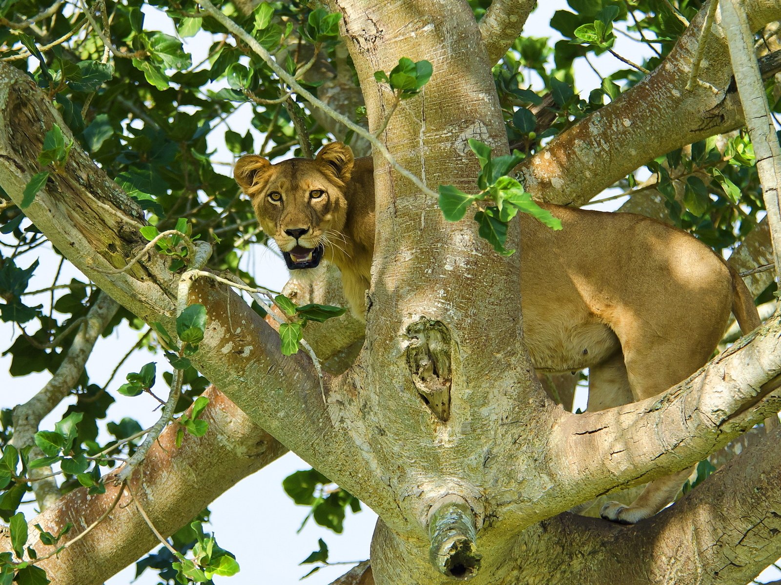 Обои дерево, листья, взгляд, хищник, лев, львица, tree, leaves, look, predator, leo, lioness разрешение 2560x1600 Загрузить