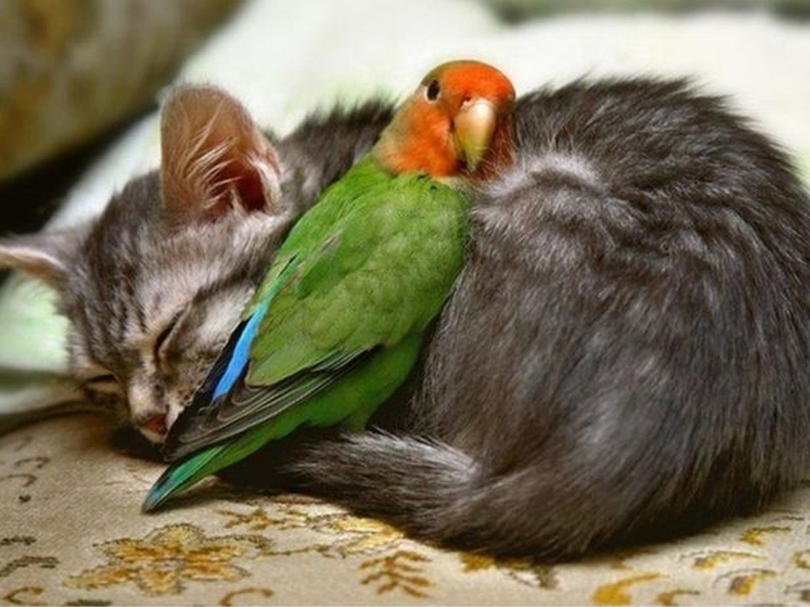 Птичка И Кот